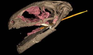 CT scan of an albanerbitontide skull
