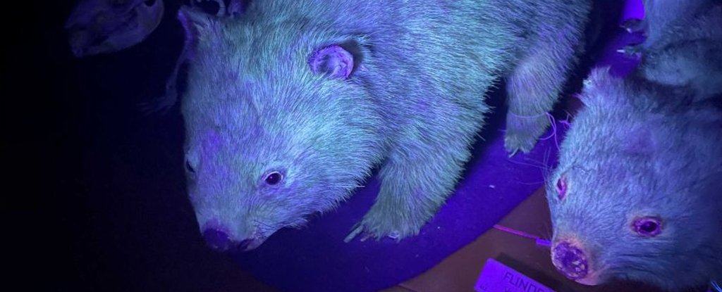 Stop it all – it turns out that wombat also has glowing faux fur