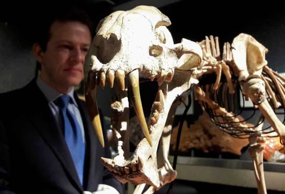 The photo shows the skeleton of a 37 million year old tiger. 