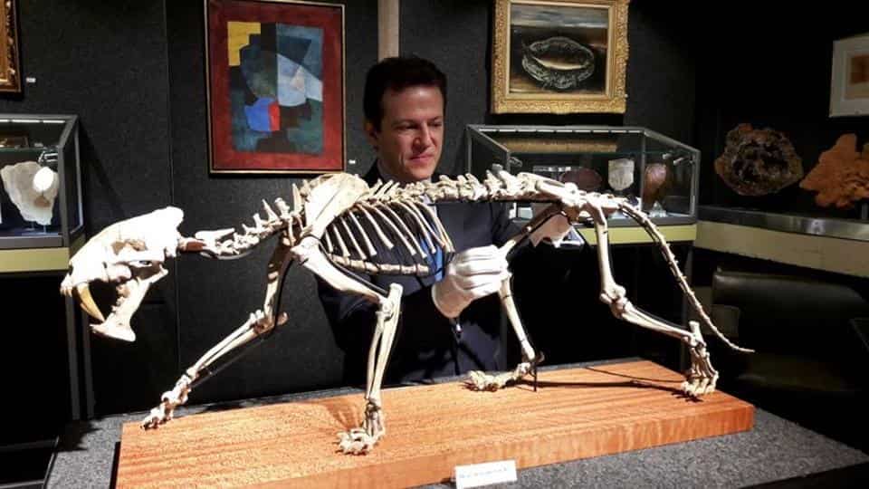 Bernard Piguet, director and auctioneer of Piguet Auction House prepares the skeleton.