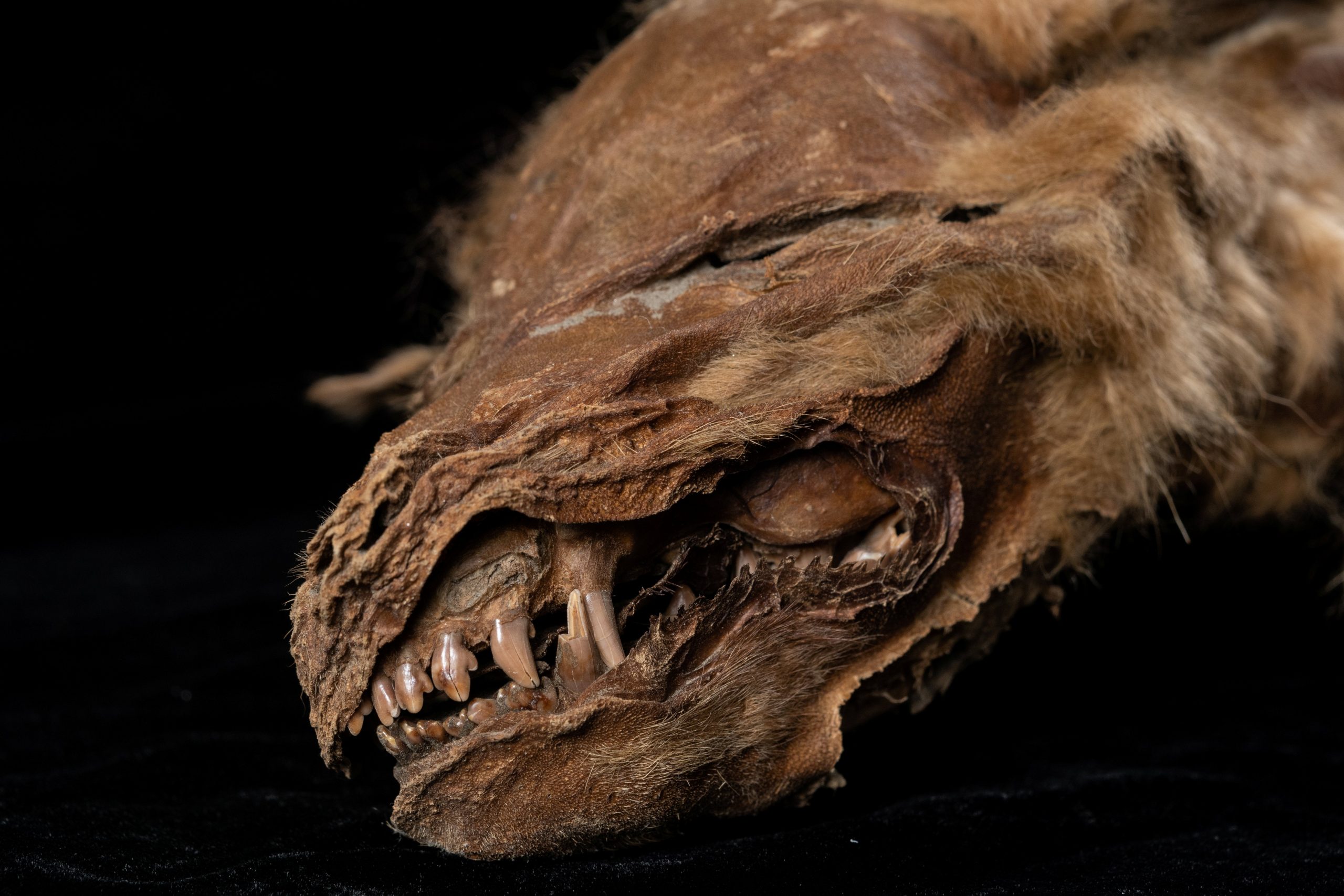 Ice Age wolf mummy discovered in Canadian permafrost