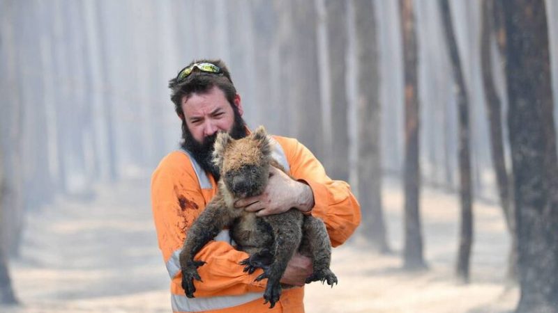 Scorched earth: Australia's wildlife continues to suffer

