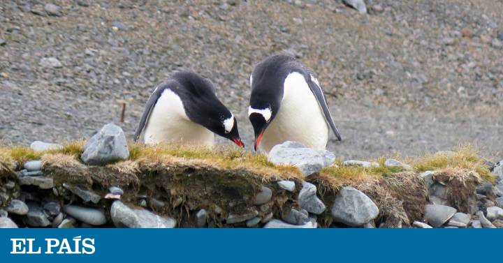 The ‘cradle’ of penguins in Australia |  We Antarctica Blog