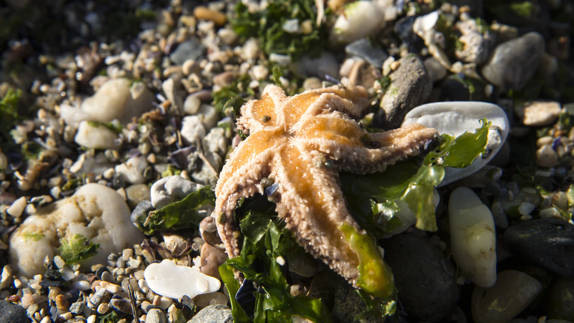 Bacteria and excessive fertilization turn the starfish into a sticky substance
