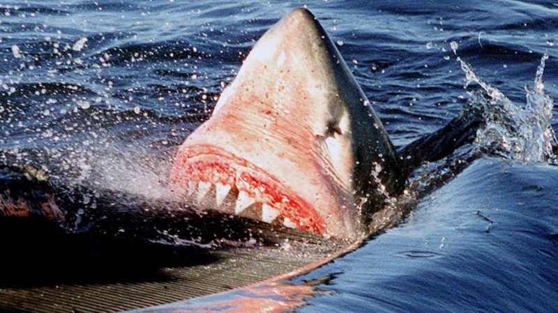 A shark attacks a man in Australia

