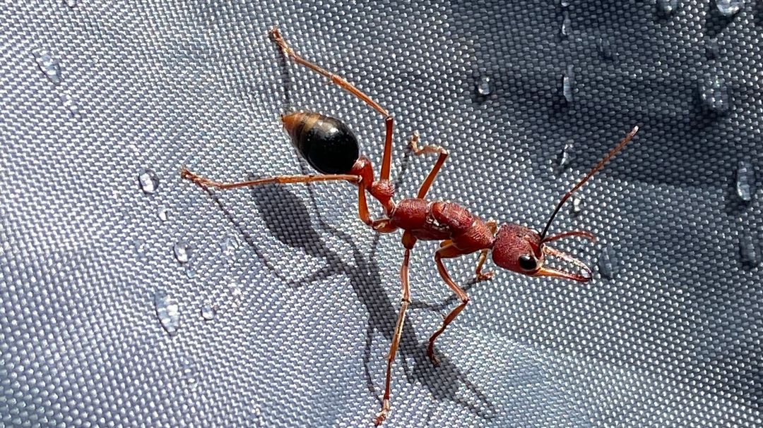 Australia fights very dangerous fire ants