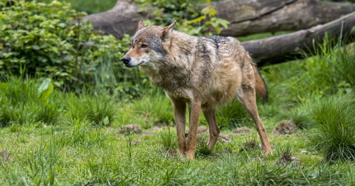 Switzerland strongly rejects legal wolf hunting |  Animal World Blog