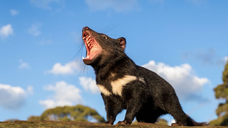 The Tasmanian Devil reintroduced it to Australia after 3,000 years of extinction

