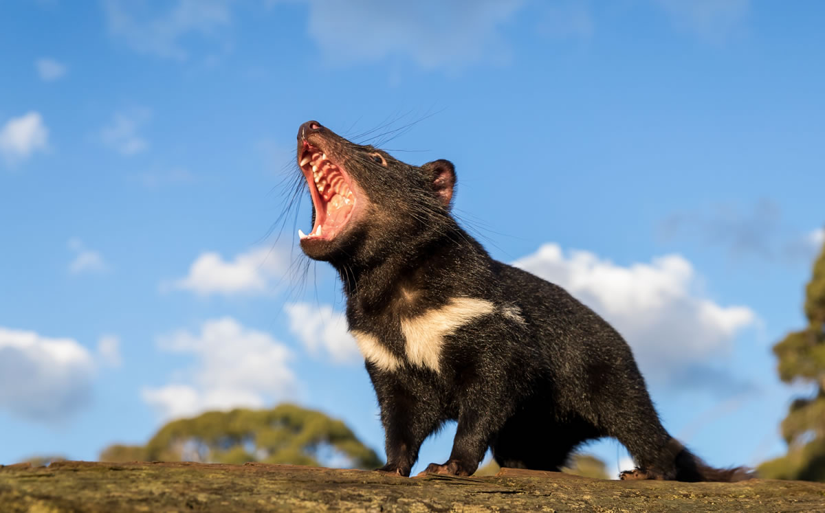 The Tasmanian Devil reintroduced it to Australia after 3,000 years of extinction