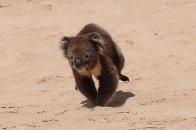 They catch koalas while walking on the shores of Australia