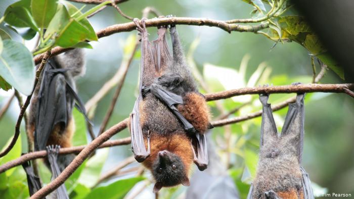 A gray-headed Australian fruit bat hanging on a branch