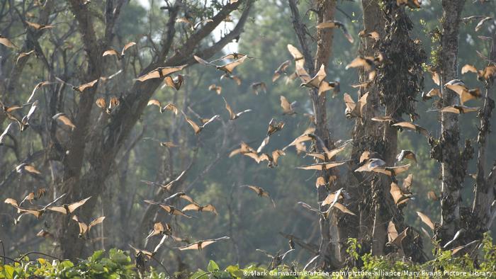 A flock of palm bats in the forest 
