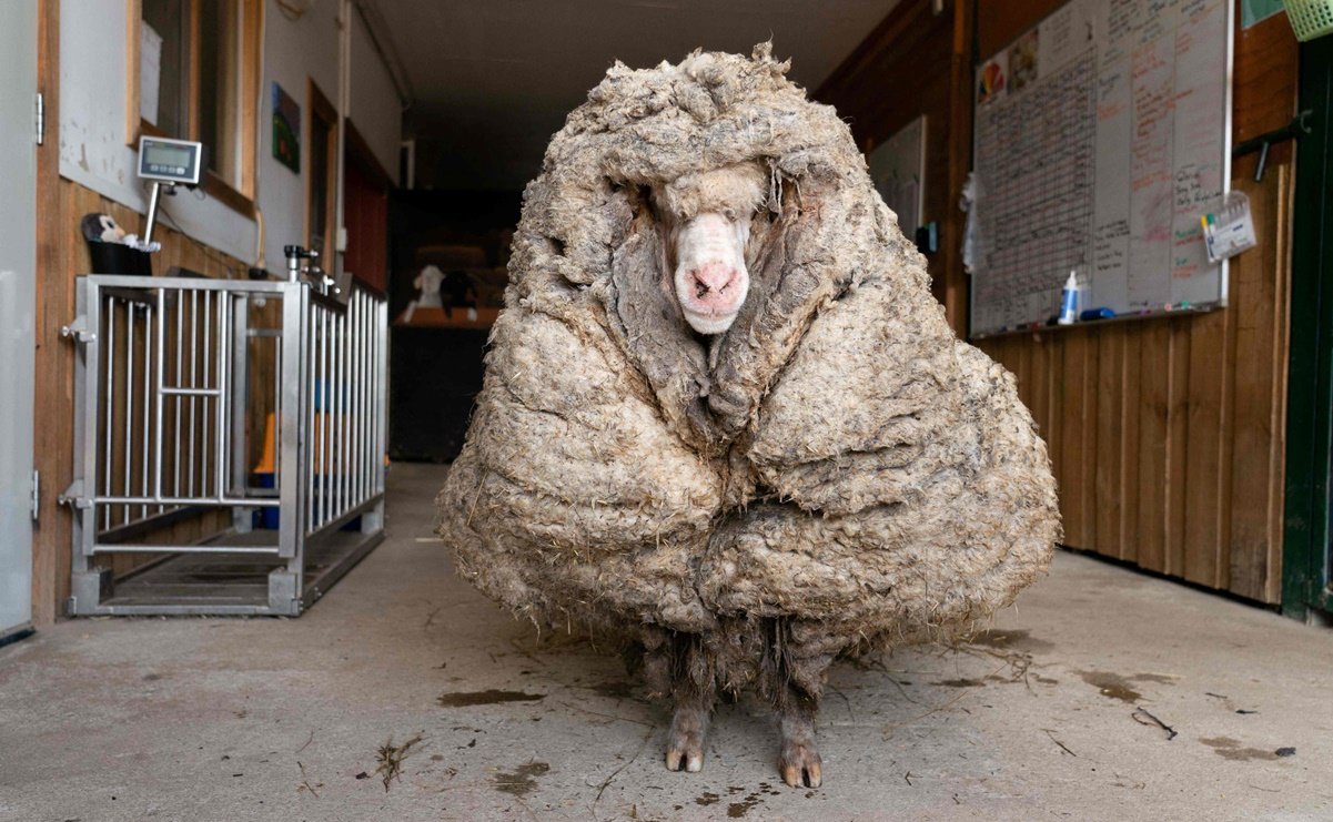 After escaping, they found a sheep with 35 kilograms of wool in a forest in Australia