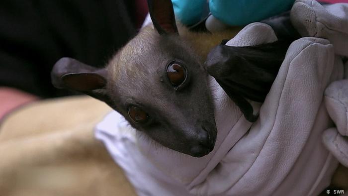 An animal rights activist holds a fruit bat in his hand