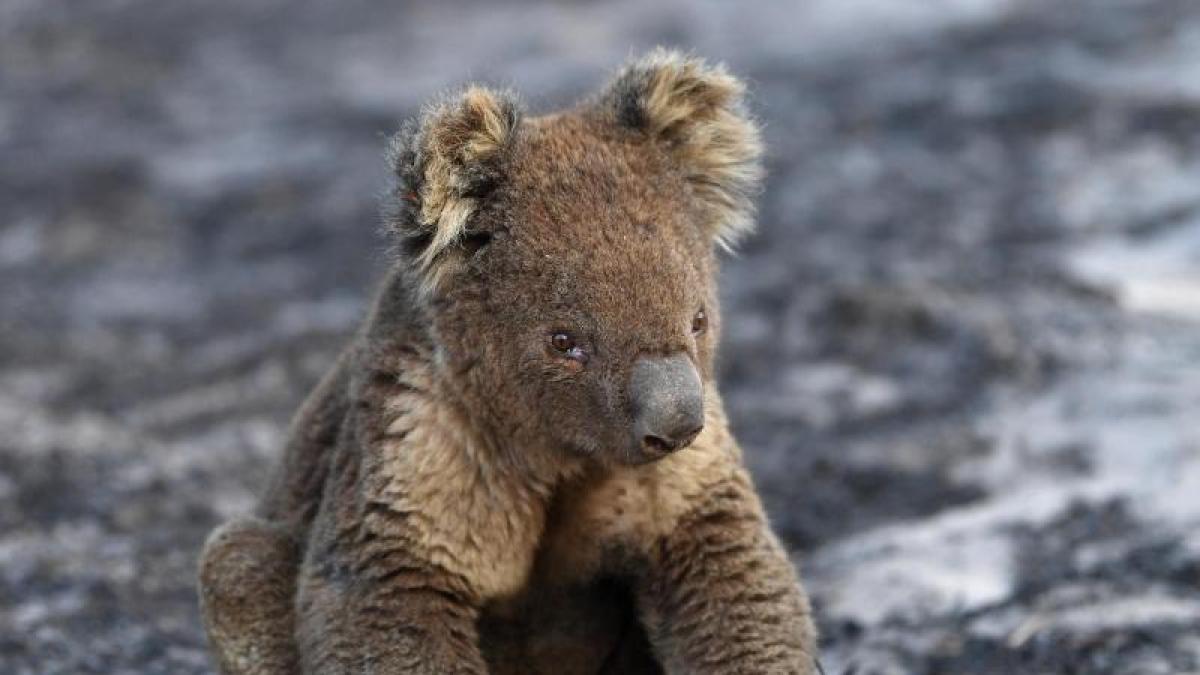 Dead, injured and homeless: More than 60,000 koalas have been struck by wildfires in Australia