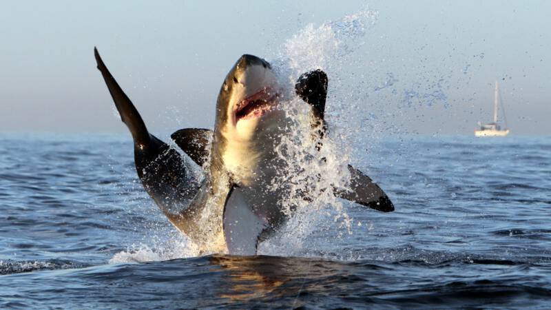 How the white shark mysteriously disappeared from Cape Town Bay