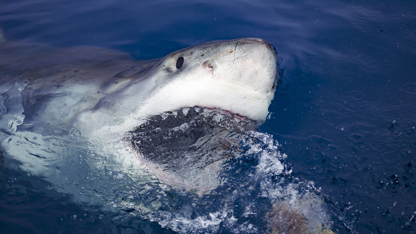 Shark warning: A man killed by a shark in Australia