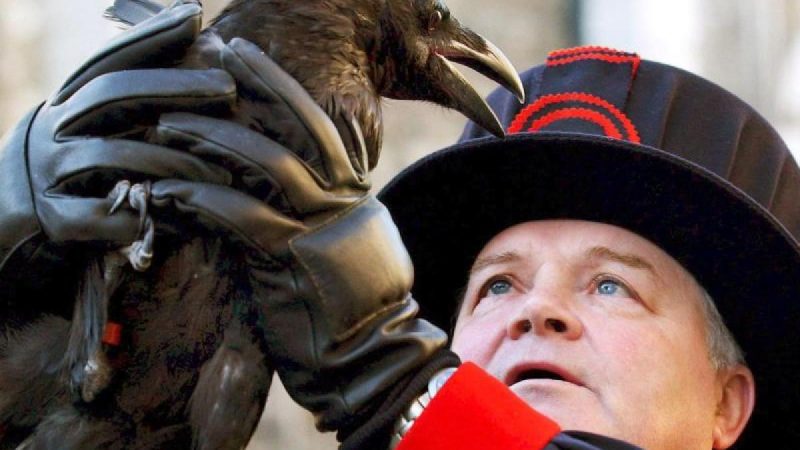 Slightly closer to death: the Tower of London loses a raven

