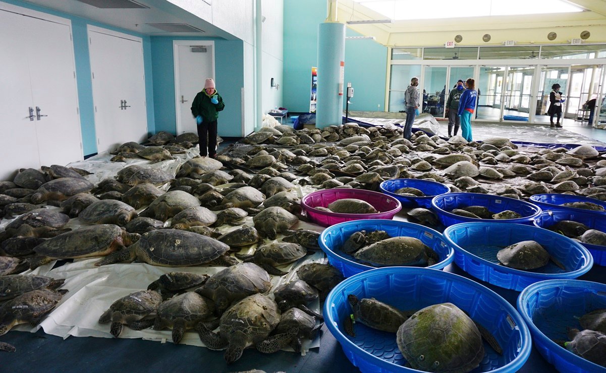 Texas.  Save thousands of distraught turtles in the United States