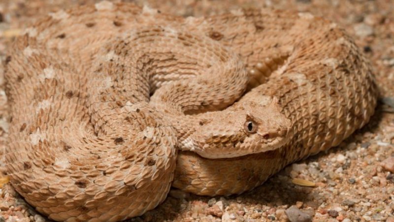 What the skin of snakes reveals about how they move

