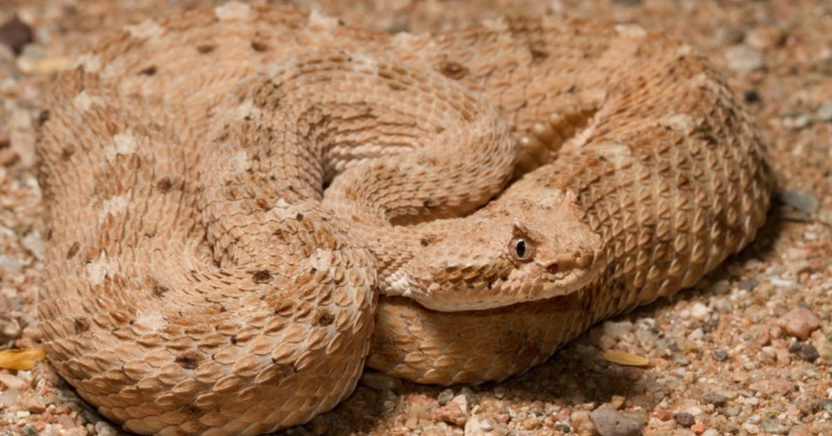 What the skin of snakes reveals about how they move