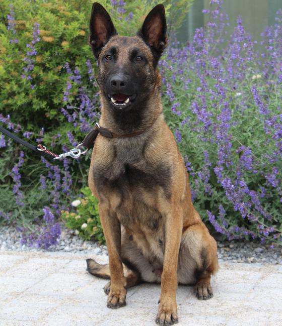 Which experienced race without children in rural areas takes time for unsafe Malinois prostitutes?  –