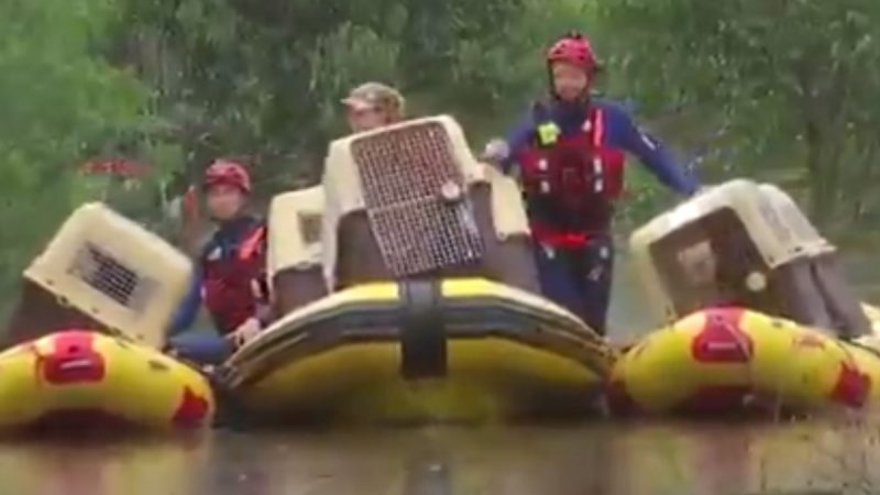   Australia.  Save 20 dogs from floods (video)

