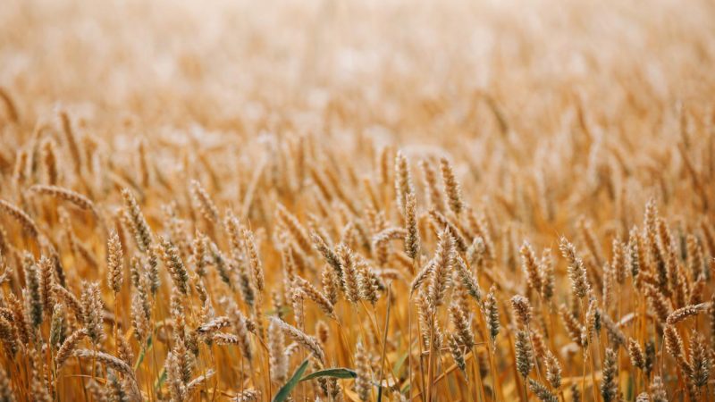 Australia: The huge wheat crop is on the increase

