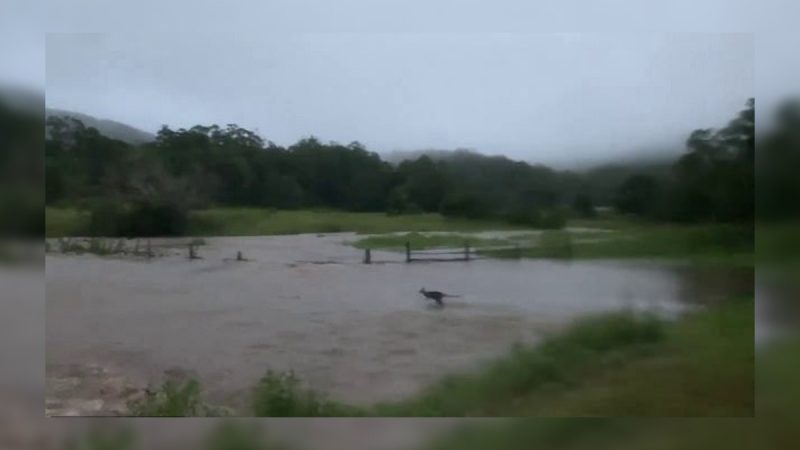 Kangaroo Surviving Flood in Australia: Video

