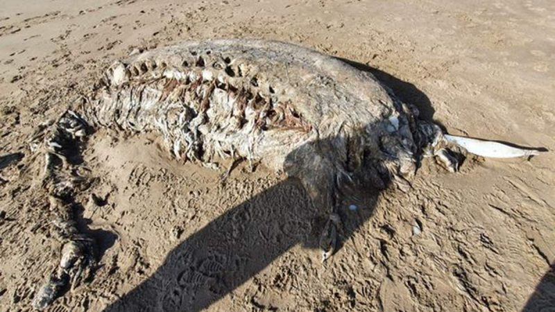Mysterious sea monster: Finding a mysterious four-ton sea monster on the beach in the UK: Pictures of mysterious sea creatures found in Britain

