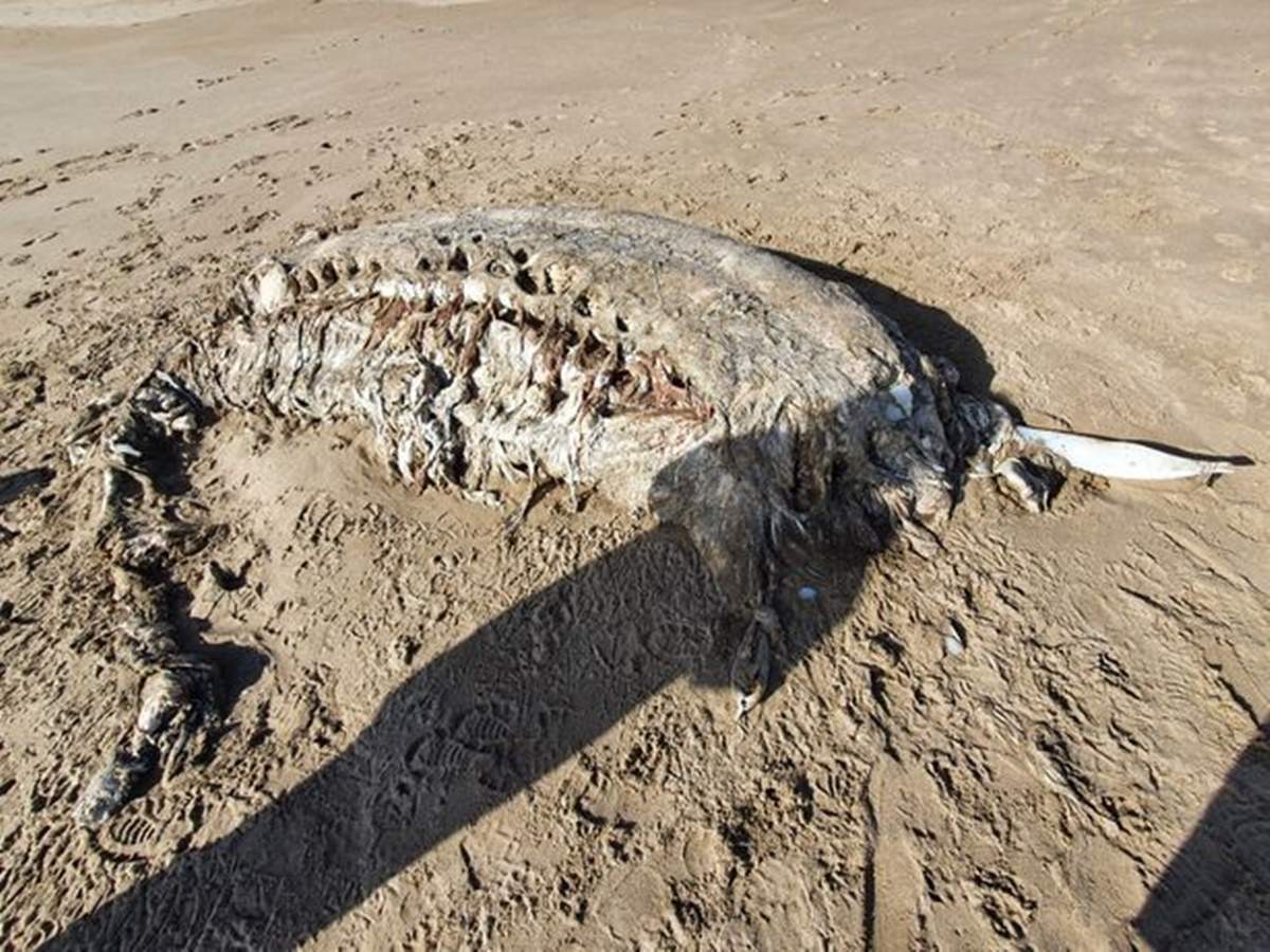 Mysterious sea monster: Finding a mysterious four-ton sea monster on the beach in the UK: Pictures of mysterious sea creatures found in Britain