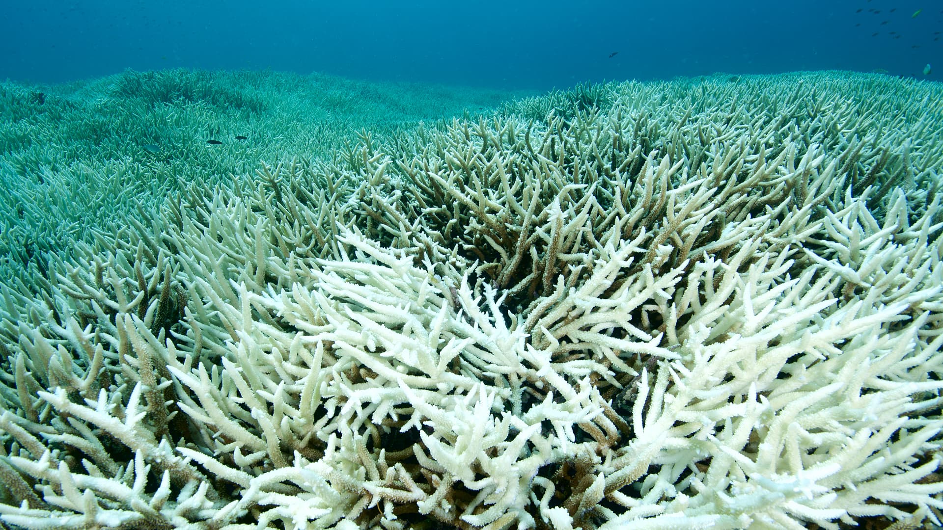 Oceans: The Great Barrier Reef has lost half of the reef