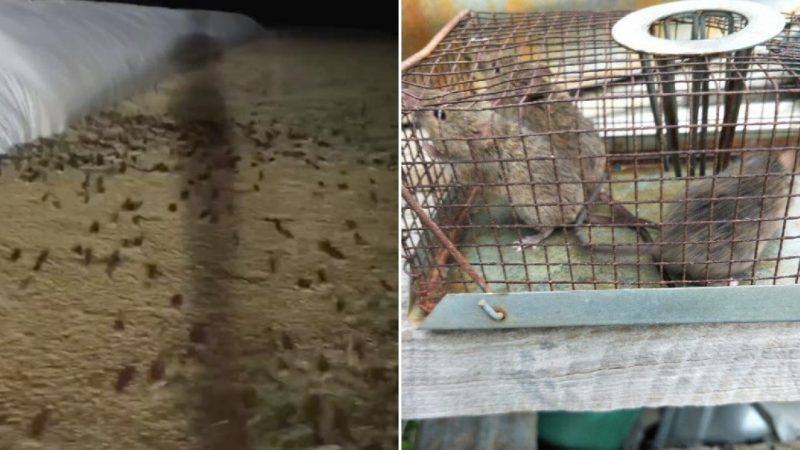 The video records a huge rats infestation in grain fields in Australia

