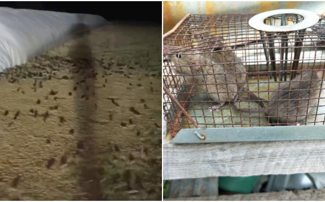 The video records a huge rats infestation in grain fields in Australia