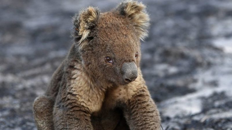   More than 60,000 koalas are affected by bushfires in Australia |  Science News

