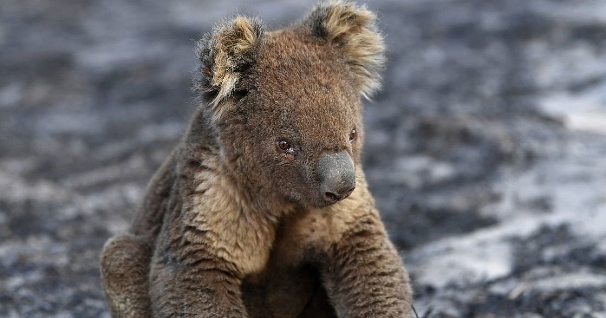 More than 60,000 koalas are affected by bushfires in Australia |  Science News