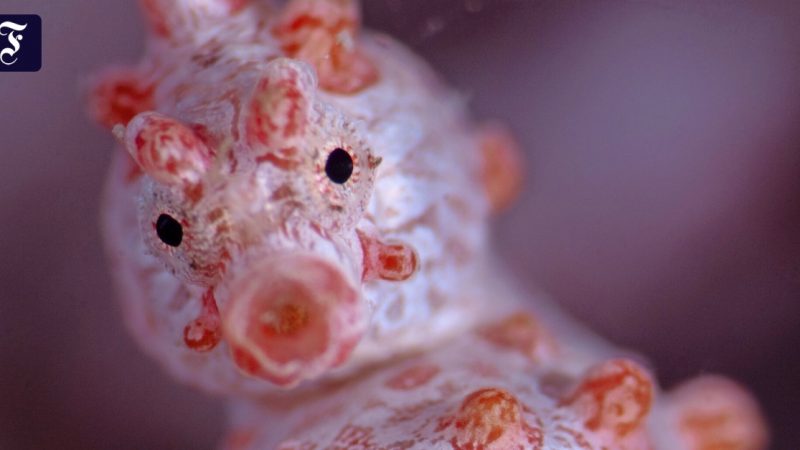 Seahorses are the only animals in which males are also interested in brooding with pregnancy

