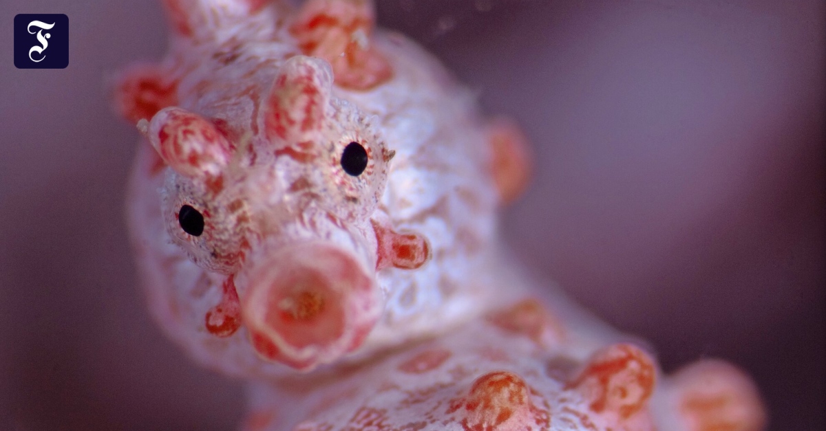 Seahorses are the only animals in which males are also interested in brooding with pregnancy