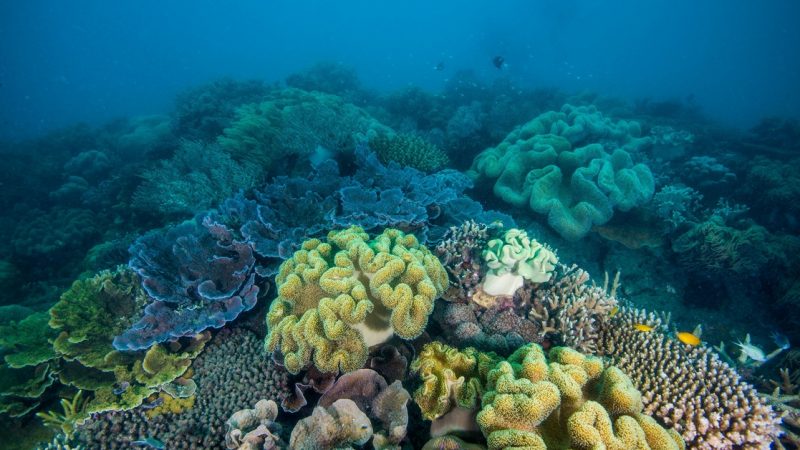 La Jornada - They seek to "delay 20 years" the disappearance of corals in Australia

