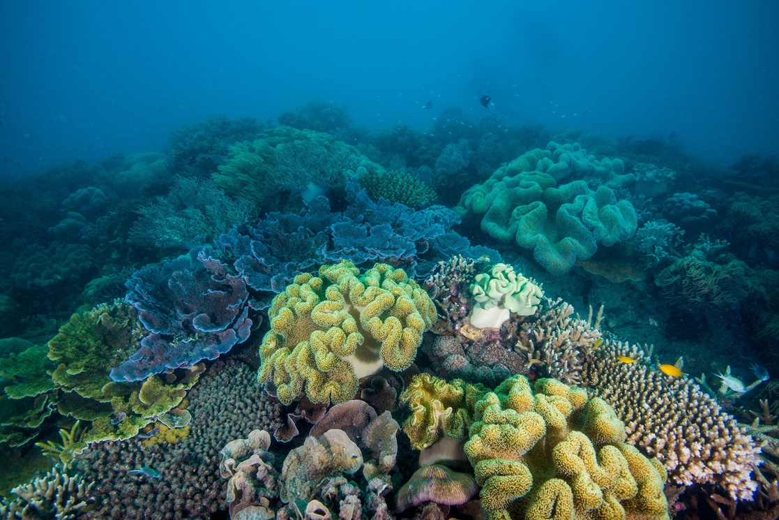 La Jornada – They seek to “delay 20 years” the disappearance of corals in Australia