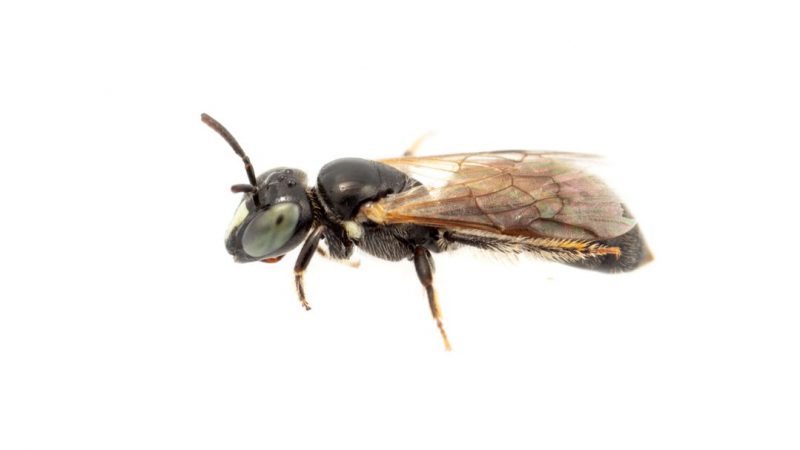 Rare species of bees discovered in Australia


