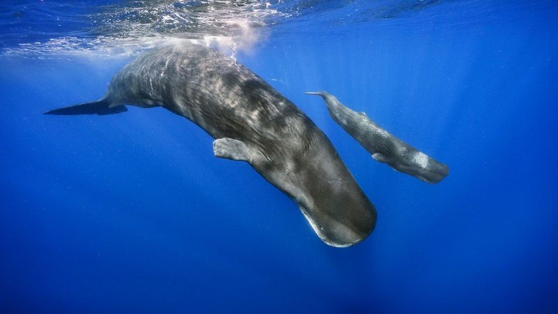 The modern artificial intelligence project aims to decipher the whale language


