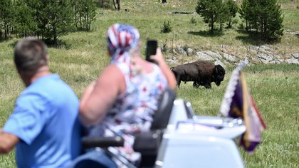 Tourists on a motorcycle take pictures of an American bison near Custer, South Dakota, in the Black Hills National Forest, July 8, 2020 (Photo by Eric Paradat / AFP)
