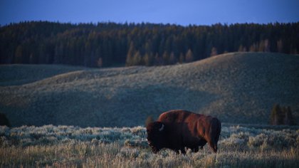 In this July 9, 2020 photo, an American bull grazing in Yellowstone National Park (Photo by Eric Bardat / AFP)