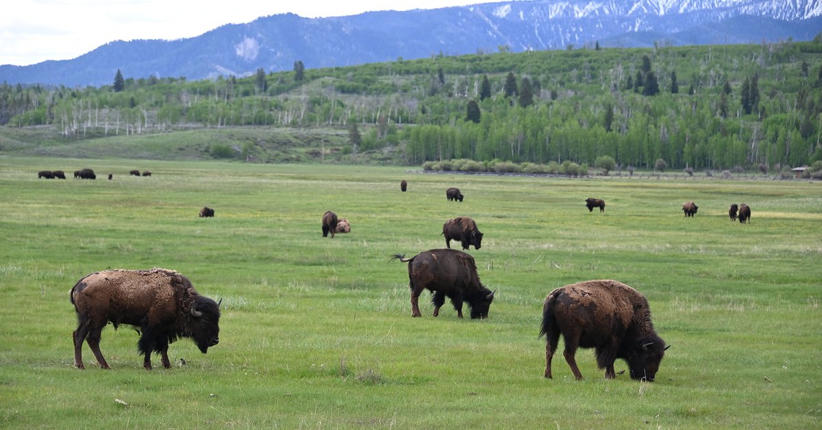 They called on volunteer hunters to organize a bison population in the United States: more than 45,000 people attended