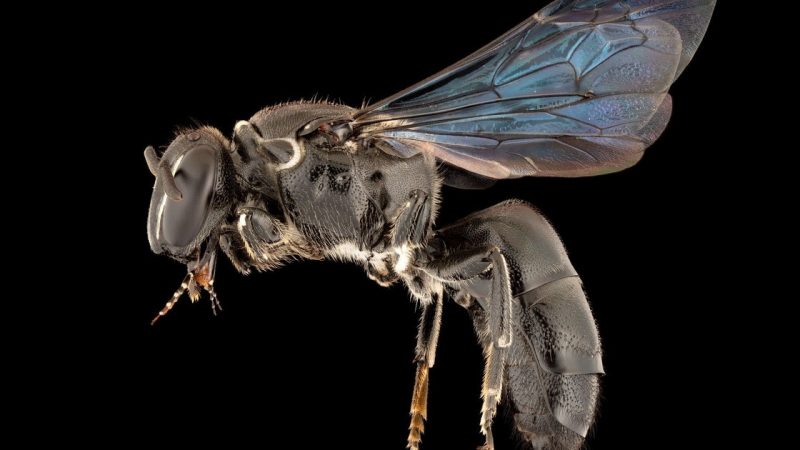 A species of bee lost for 100 years has been discovered in Australia

