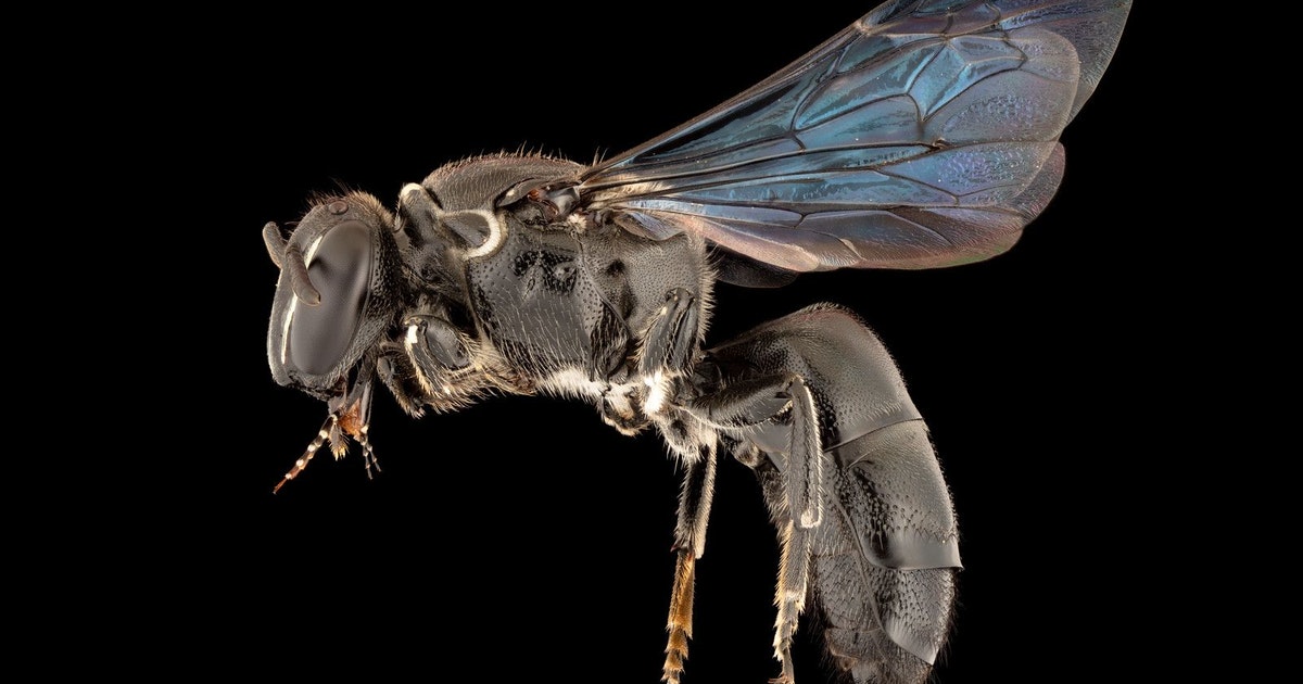 A species of bee lost for 100 years has been discovered in Australia