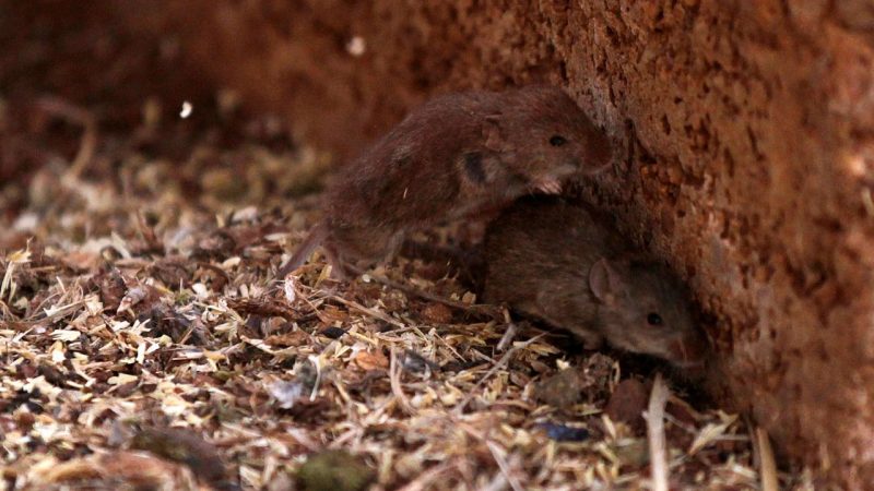 Australia: Mouse plague must be fought with poison and millions of people help

