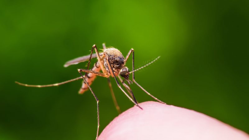 Releasing genetically modified mosquitoes in Florida

