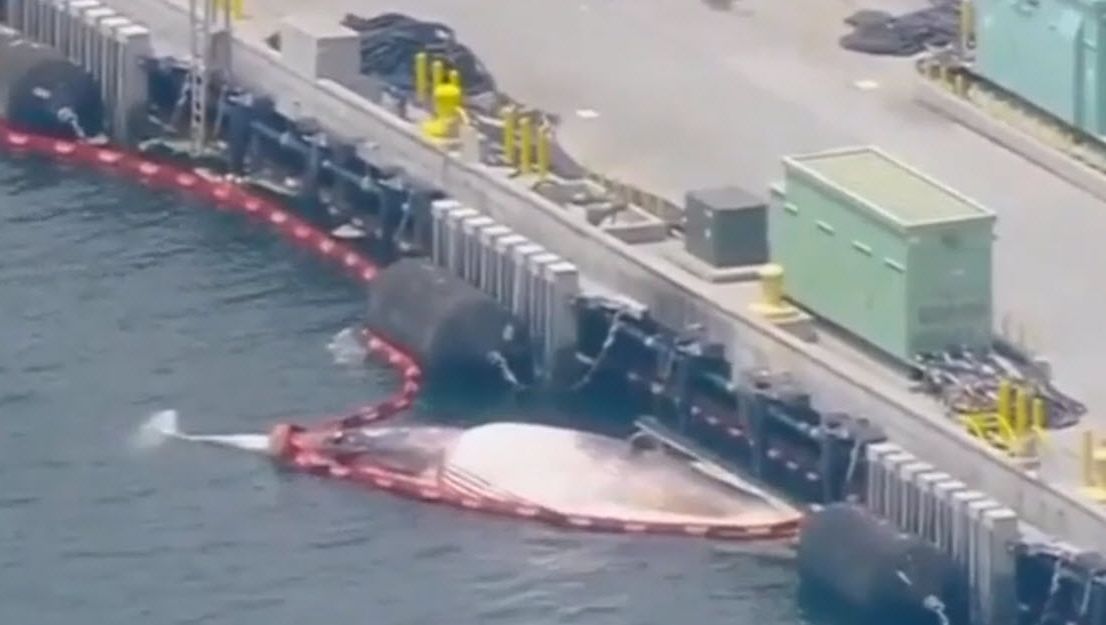 San Diego: An Australian warship arrives in port with two dead whales on board